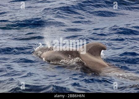 Pilotwal (Globicephala melas) im Atlantik. Auf Spanien Stockfoto