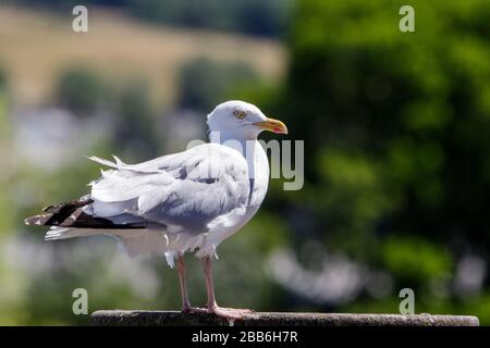 Eine gelbe legged Gull/Seagull wird dargestellt, stehend an der Wand neben dem Fluss Avon vor Pulteney Bridge in Bath Somerset England VEREINIGTES KÖNIGREICH Stockfoto