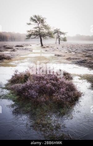 Ein frostiger Spaziergang im neuen Wald Stockfoto