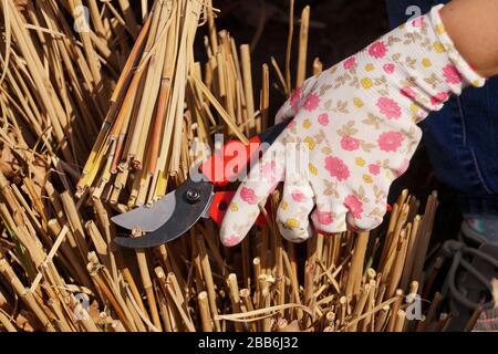 Frühlingsgärtnerei. Beschneidung mit roten Beschneiungsscheren der Grashalme des vergangenen Jahres. Stockfoto