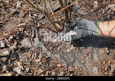 Ein Handdünger mit Handschuhen, der Dünger unter der Pflanze verteilt. Befruchtigende Sträucher im Frühjahr vor der Vegetation. Stockfoto