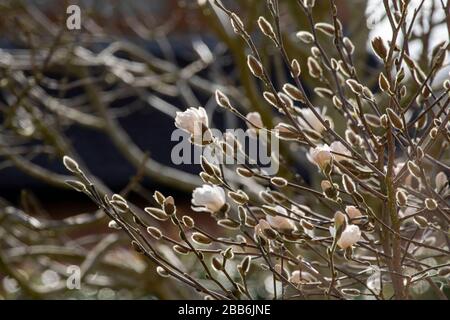 Magnolia stellata 'Royal Star' in Blüte und Knospe in einem städtischen Frühlingsgarten, London, England, Vereinigtes Königreich, Europa Stockfoto