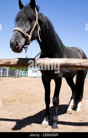 Schwarz-weiß-Porträt des arabischen Pferdes Stockfoto