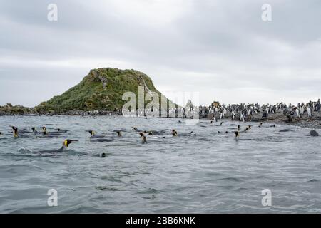 Schwimmen von Königspinguinen in südgeorgien Stockfoto