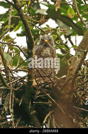 Straßenrand Hawk (Rupnis magnifostris) juvenile stehend auf dem Nest Huembo Lodge, Peru Februar Stockfoto