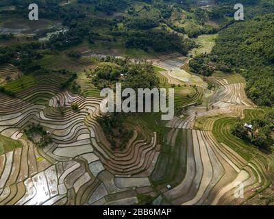 Luftaufnahme von terrassierten Reisfeldern, Mareje, Lombok, West Nusa Tenggara, Indonesien Stockfoto