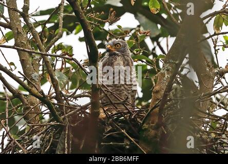 Straßenrand Hawk (Rupnis magnifostris) juvenile stehend auf dem Nest Huembo Lodge, Peru Februar Stockfoto