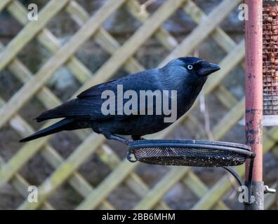 Ein Jackdaw sitzt auf einem Vogelzubringer in einem Garten, Livingston, Schottland. . Stockfoto