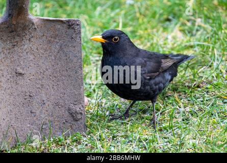 Ein Blackbird wartet neben einem Gartenspaten auf Essen, Schottland. Stockfoto