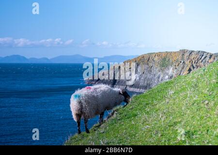 Schafe, die auf einem steilen Küstenhügel stehen, die beweidet werden, Insel Skye, Schottland, Großbritannien Stockfoto