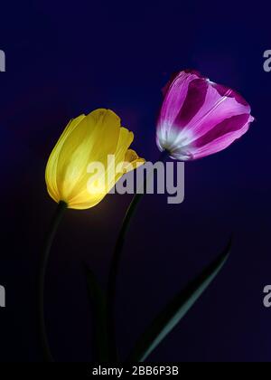Nahaufnahme von zwei Tulpen Stockfoto
