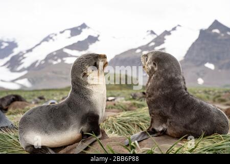 Zwei Robbenpuppen aus Pelz kämpfen, Südgeorgien Stockfoto