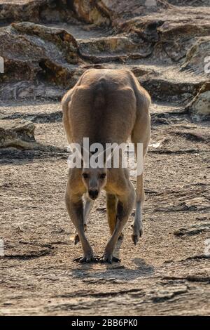Männliches Ostgraues Kangaroo, North Gorge, North Stradbroke Island, Queensland, Australien Stockfoto