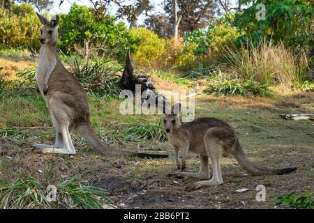 Ostgraues Känguru und ihr joey, North Stradbroke Island, Queensland, Australien Stockfoto