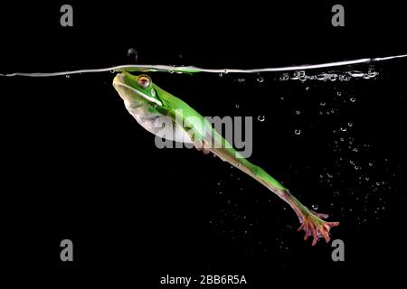 Weiß-lippige Frosch schwimmt unter Wasser, Indonesien Stockfoto