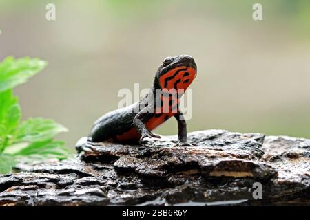 Rot belaubte Neugeborene auf dem Felsen, Indonesien Stockfoto