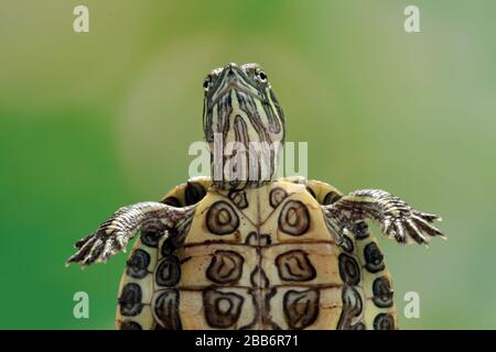 Nahaufnahme einer rot-roten Schildkröte, Indonesien Stockfoto