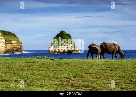 Zwei Büffel, die am Strand von Galle Sayak, dem Naturpark Gunung Tunak, Kuta Mandalika, Indonesien, weiden Stockfoto