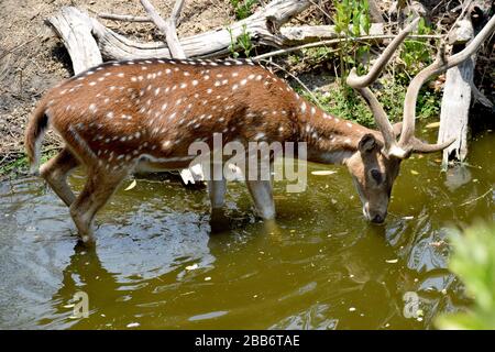 Visayan sah Deer in einem Fluss, Indien, stehen Stockfoto