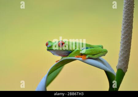 Rot-äugiger Baumfrosch auf einem Blatt, Indonesien Stockfoto