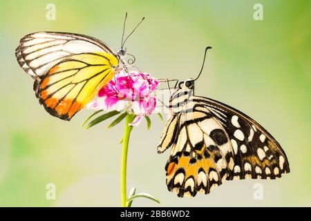 Zwei Schmetterlinge auf einer Blume, Indonesien Stockfoto