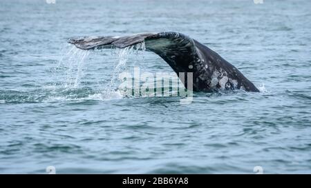 Tour zum Whale Watching von Sea Kayak Adventures in Bahia Magdalena, Baja California sur, Mexiko. Stockfoto