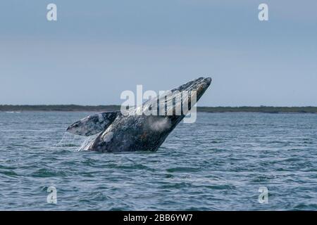 Tour zum Whale Watching von Sea Kayak Adventures in Bahia Magdalena, Baja California sur, Mexiko. Stockfoto