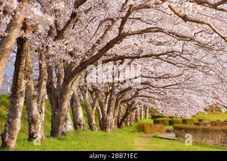 Kirschblüten im Hirosaki Park, Tohoku, Honshu, Japan Stockfoto