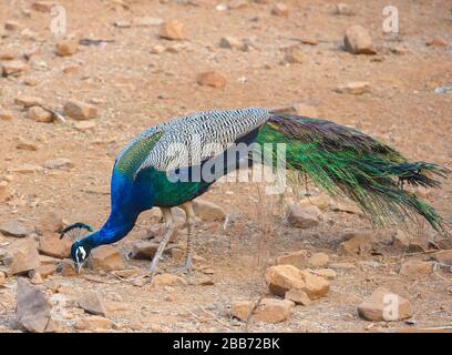 Indische Pfaueneule/Pfau (Pavo Cristatus), Ranthammore National Park, Rajasthan, Indien Stockfoto