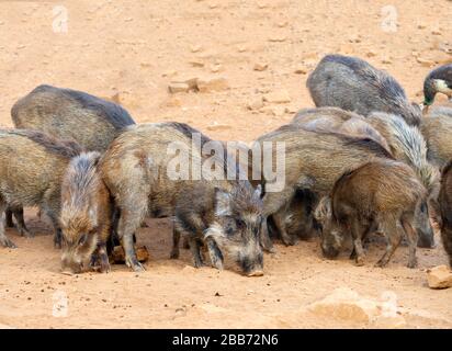 Wildschwein (Sus scrofa) im Ranthammore National Park, Rajasthan, Indien Stockfoto