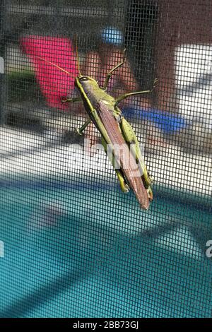 Oktober 2014 - große Heuschrecke oder Cricket auf einer Pool Lanai auf einem Florida Pool Haus, vermietet an Gäste, die die Disney Parks besuchen Stockfoto