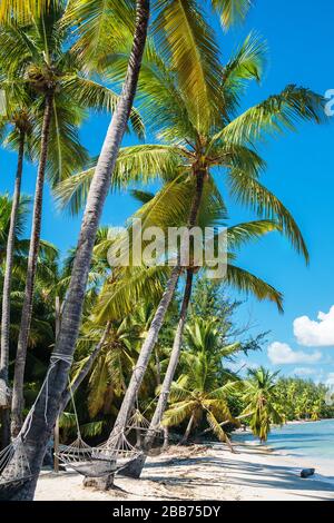 Weiße Hängematte zwischen hohen Palmen wurde an einem schönen Strand fotografiert Stockfoto