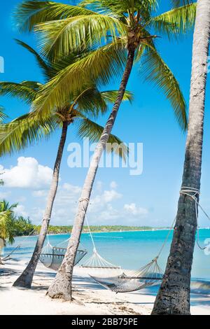 Weiße Hängematte zwischen hohen Palmen wurde an einem schönen Strand fotografiert Stockfoto