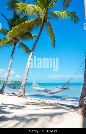 Weiße Hängematte zwischen hohen Palmen wurde an einem schönen Strand fotografiert Stockfoto