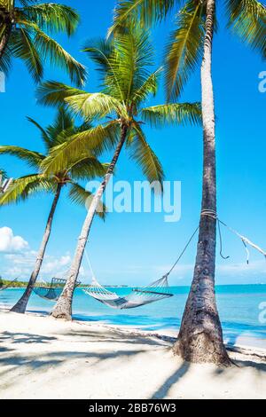 Weiße Hängematte zwischen hohen Palmen wurde an einem schönen Strand fotografiert Stockfoto