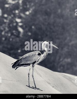 Grauer Reiher Ardea cinerea auf dem Dach an trübem Tag. Schwarzweißbild mit Retro-Design. Stockfoto