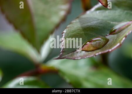 Details zu Regentropfen auf dem Blatt eines Rosenbuchs Stockfoto