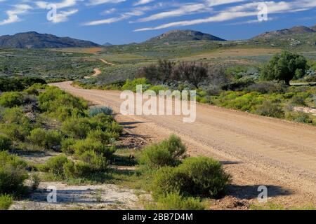 Landschaften in der Nähe von Charkams bei Kammieskroon in Namaqualand, Nordkaper, Südafrika Stockfoto