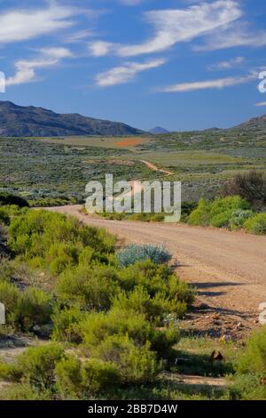 Landschaften in der Nähe von Charkams bei Kammieskroon in Namaqualand, Nordkaper, Südafrika Stockfoto