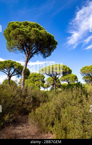 Pinien im Donana-Nationalpark, Andalucia, Spanien. Stockfoto