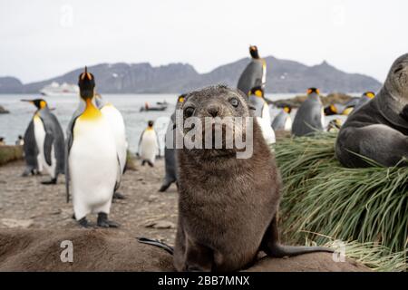 Pelz Seal Pup, Südgeorgien Stockfoto