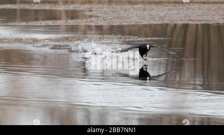 Ein Köche, der über einen glatten Teich zieht, der sich im Wasser widerspiegelt Stockfoto