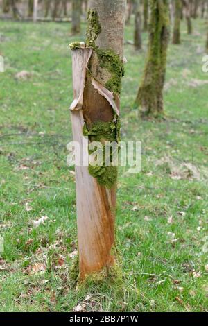 Zu lange um den Baum herum sind Baumschützer aus Kunststoff geblieben, was zu Baumschäden und Plastikeinwurf führt - Schottland Großbritannien Stockfoto