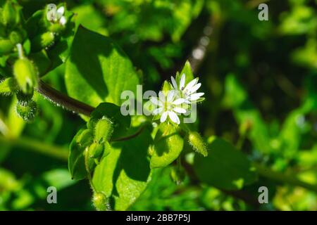 Cerastium diffusum (Mausohr) blüht und Pflanzen sich im Frühjahr ein Stockfoto