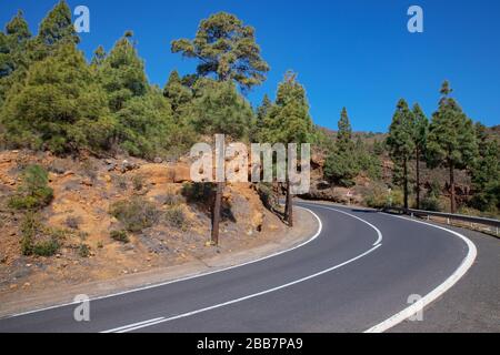 Leere Straße, die Guimar Tal mit Teide Nationalpark verbindet, bekannt als TF-523 Straße oder Carretera Los Loros durch den kanarischen Pinienwald Stockfoto