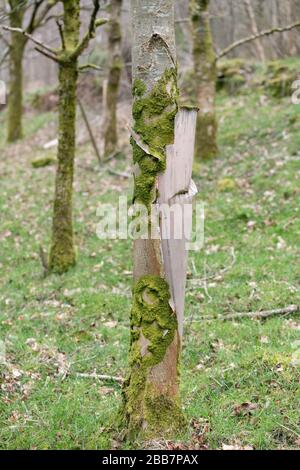 Zu lange um den Baum herum sind Baumschützer aus Kunststoff geblieben, was zu Baumschäden und Plastikeinwurf führt - Schottland Großbritannien Stockfoto