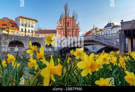 Dreierbrücken und die franziskanische Kirche mit gelben Blumen im Vordergrund am sonnigen Tag Stockfoto