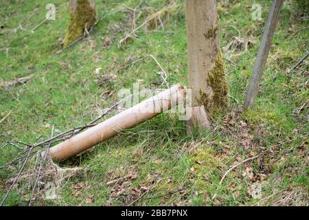 Zu lange um den Baum herum sind Baumschützer aus Kunststoff geblieben, was zu Baumschäden und Plastikeinwurf führt - Schottland Großbritannien Stockfoto