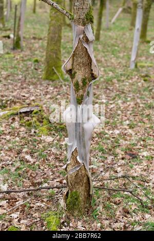 Zu lange um den Baum herum sind Baumschützer aus Kunststoff geblieben, was zu Baumschäden und Plastikeinwurf führt - Schottland Großbritannien Stockfoto