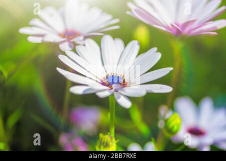 Arctotis weiße Blume blüht nah an einem hellen sonnigen Tag. Sommerliches Wärme- und Freudenkonzept Stockfoto